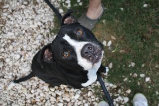 Bullboxer Pit Dogs for adoption in Hankamer, TX, USA