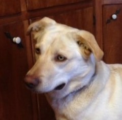 Labrador Retriever Dogs for adoption in Wheaton, IL, USA
