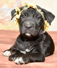 Borador Dogs for adoption in Denver, CO, USA