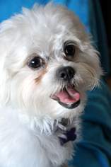 Mal-Shi Dogs for adoption in Suffolk, VA, USA