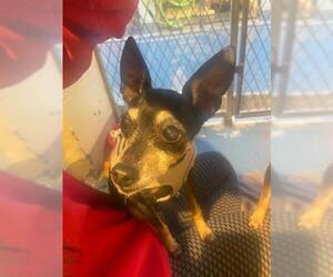 Rat Terrier Dogs for adoption in Brewster, MA, USA