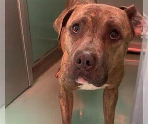 American Pit Bull Terrier-Unknown Mix Dogs for adoption in Moreno Valley, CA, USA