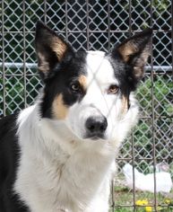 Border-Aussie Dogs for adoption in Priest River, ID, USA
