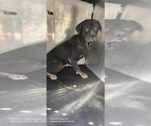 Rottweiler-Unknown Mix Dogs for adoption in San Antonio, TX, USA