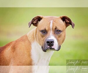 Bullboxer Pit Dogs for adoption in Pryor, OK, USA