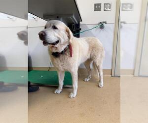 Great Pyrenees Dogs for adoption in Placerville, CA, USA