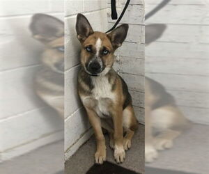 Labrador Retriever Dogs for adoption in San Bernardino, CA, USA