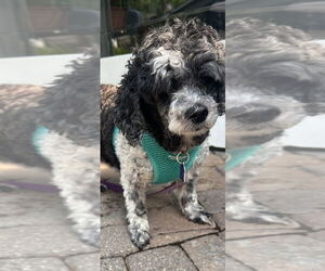 Shih Tzu-Unknown Mix Dogs for adoption in Mundelein, IL, USA