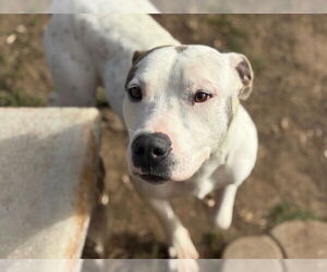 Mutt Dogs for adoption in Tulsa, OK, USA