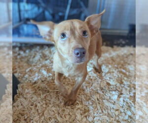 Mutt Dogs for adoption in Vail, AZ, USA