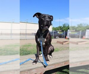 Small American Bandogge mastiff