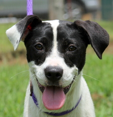 Lab-Pointer Dogs for adoption in Sparta, TN, USA