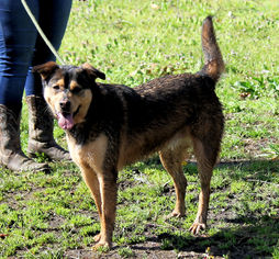 Mutt Dogs for adoption in Millington, TN, USA