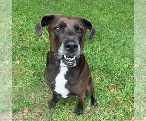 Chocolate Labrador retriever-Unknown Mix Dogs for adoption in Sarasota, FL, USA