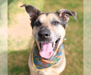 Shepradors Dogs for adoption in San Antonio, TX, USA