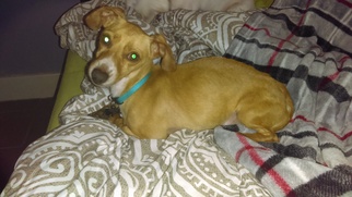 Chiweenie Dogs for adoption in Tampa, FL, USA