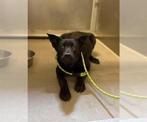 American Pit Bull Terrier-German Shepherd Dog Mix Dogs for adoption in Modesto, CA, USA