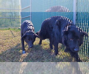 German Shepherd Dog Dogs for adoption in Springfield, MA, USA