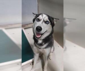 Siberian Husky Dogs for adoption in Bakersfield, CA, USA