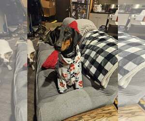 Doberman Pinscher Dogs for adoption in Buffalo, MN, USA