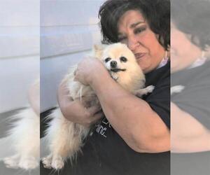 Pomeranian Dogs for adoption in Arlington, WA, USA