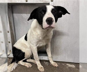 Border Collie-Unknown Mix Dogs for adoption in Stockton, CA, USA