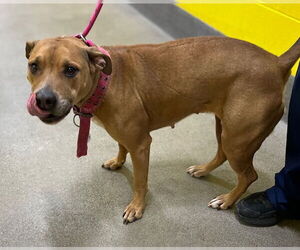 American Pit Bull Terrier-Unknown Mix Dogs for adoption in Forestville, MD, USA