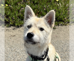 Mutt Dogs for adoption in San Ramon, CA, USA
