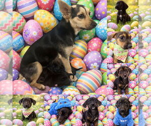 Chihuahua-Unknown Mix Dogs for adoption in Jackson Township, NJ, USA