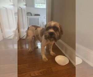 Shih Tzu-Unknown Mix Dogs for adoption in Greenbelt, MD, USA