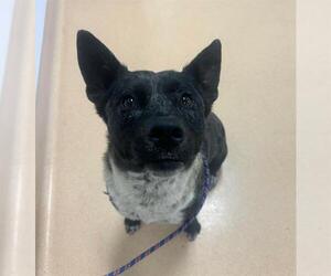 Mutt Dogs for adoption in Placerville, CA, USA