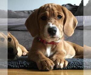 Basset Hound Dogs for adoption in Woodside, NY, USA