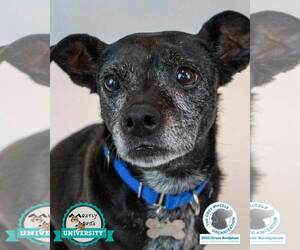 Mutt Dogs for adoption in Kennesaw, GA, USA