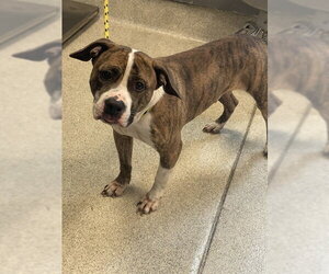 Boxer-Plott Hound Mix Dogs for adoption in Tallahassee, FL, USA