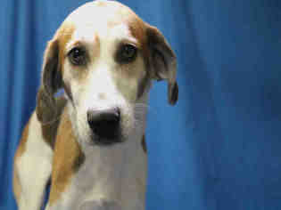 Medium Photo #1 Treeing Walker Coonhound Puppy For Sale in Ocala, FL, USA