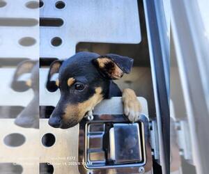 Miniature Pinscher Dogs for adoption in San Antonio, TX, USA