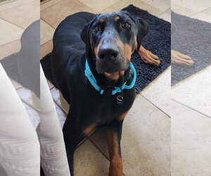 Doberman Pinscher Dogs for adoption in Minneaoplis, MN, USA