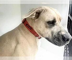 Mutt Dogs for adoption in Houston, TX, USA