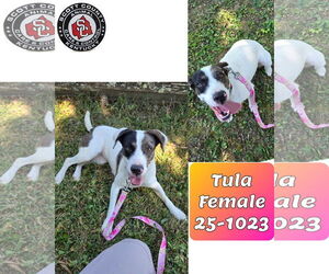 Mutt Dogs for adoption in Georgetown, KY, USA