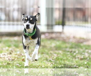 Mutt Dogs for adoption in Sandy, UT, USA