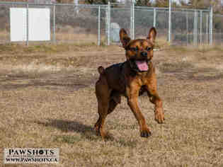 Boxer Dogs for adoption in Grasswood, Saskatchewan, Canada