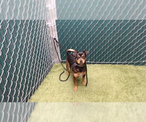 Chihuahua Dogs for adoption in Downey, CA, USA