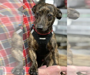 Dachshund-Unknown Mix Dogs for adoption in Mundelein, IL, USA