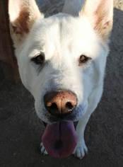 Medium Photo #1 Akita Puppy For Sale in Romoland, CA, USA