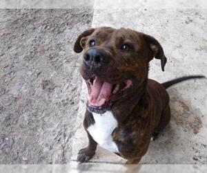 Bullmastiff Dogs for adoption in Gainesville, FL, USA