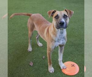 Mutt Dogs for adoption in Waco, TX, USA