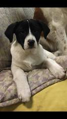 English Springer Spaniel-Unknown Mix Dogs for adoption in Springville, NY, USA