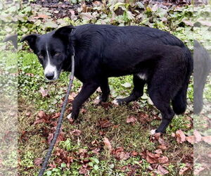 Mutt Dogs for adoption in Sparta, TN, USA