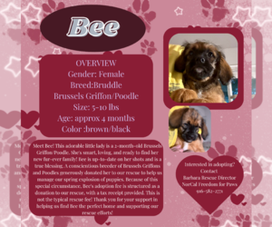 Brussels Griffon-Poodle (Miniature) Mix Dogs for adoption in Rancho Cordova, CA, USA