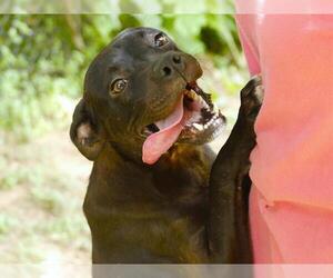 American Staffordshire Terrier-Unknown Mix Dogs for adoption in Tallahassee, FL, USA